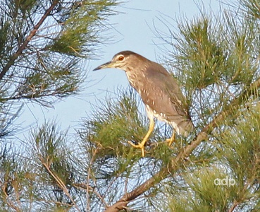 Night Heron (Nycticorax nycticorax) first summer, Alan Prowse